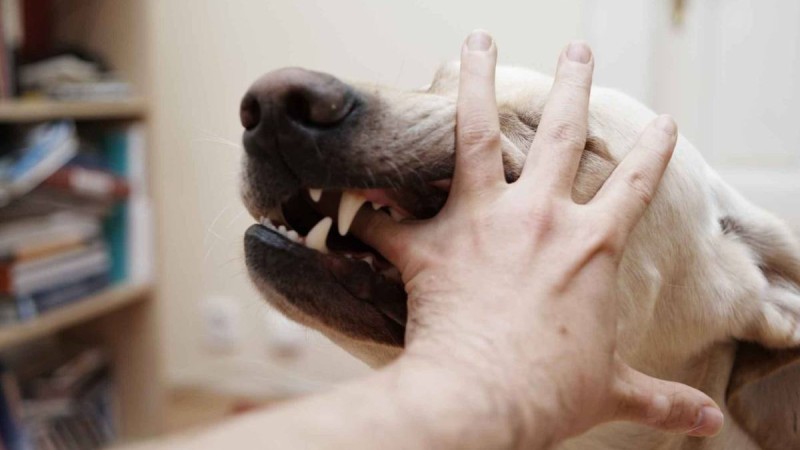 11 жастағы бала қарындасын қабаған иттен қорғап қалды