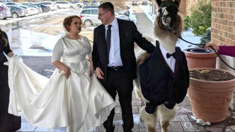 Әпкесінің үйлену тойына ерекше сыйлық жасаған жігіт әлеуметтік желіде танымалдыққа ие болды - Қазақстан жаңалықтары