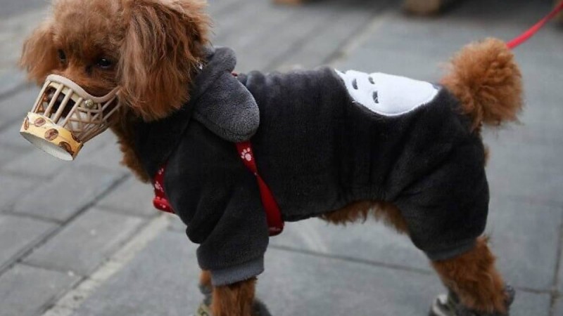 Үй жануарлары адамға коронавирус жұқтыра ала ма? - Қазақстан жаңалықтары