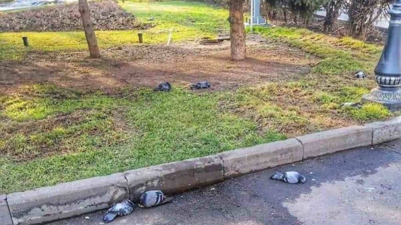 Алматыда көгершіндердің өлуінің себептері белгілі болды - Қазақстан жаңалықтары