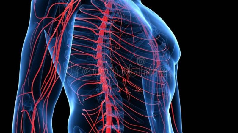 Нерв жүйесіне жалпы шолу