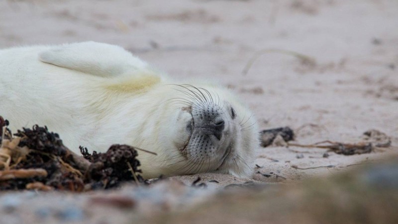 Каспий теңізінің түркімен жағалауларында жүздеген итбалық пен мыңдаған балық қырылып қалды