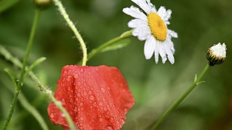 Демалыс күндерге ауа райы болжамы