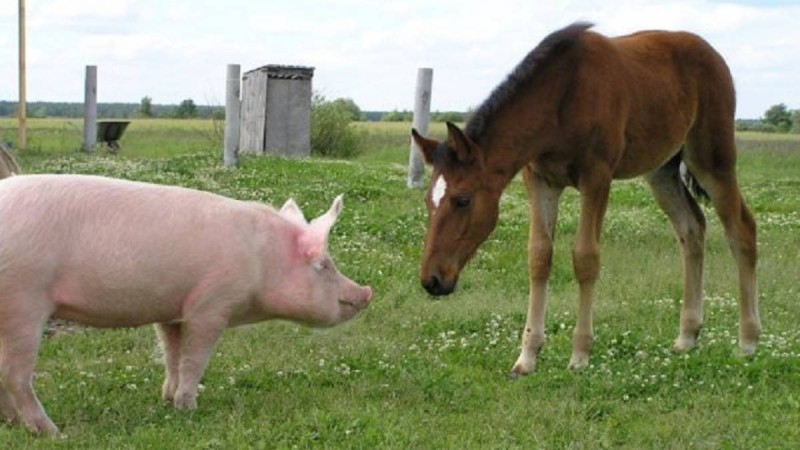 Шошқадан шыққан дау: Министрлік түсініктеме берді