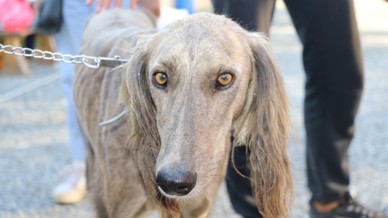 "Қан мен қақтығыс көп болады": Танымал көріпкел 2021 жылға болжам жасады