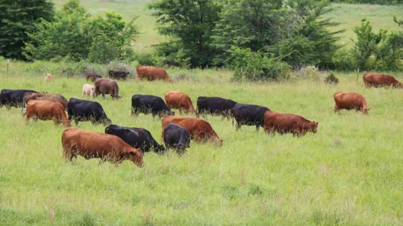 Мал жаятын жайылым таппай жүргендерге енді арнайы "жайылым билеті" берілуі мүмкін