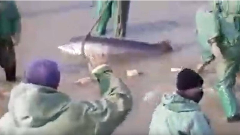 Орал қаласында екі метрлік ақсерке ауланды - Қазақстан жаңалықтары