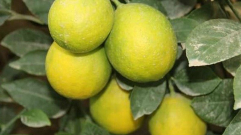 Жетісай аграршысы лимон өсіріп, миллионер атанды - Қазақстан жаңалықтары