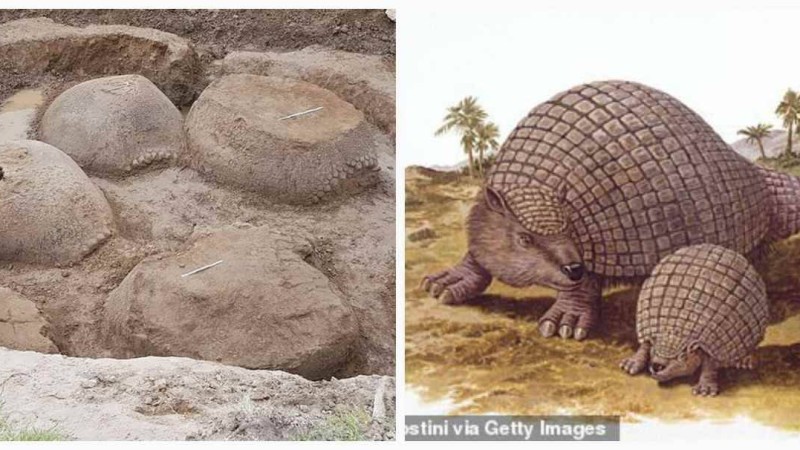 20 000 жыл бұрын өмір сүрген аңдардың қалдықтары табылды - Қазақстан жаңалықтары
