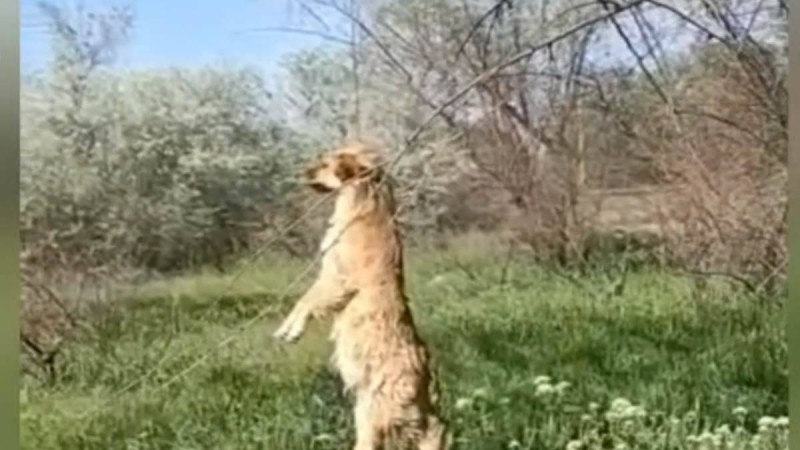 "Онлайларды ұстап, мәжбүрлі түрде емдеу керек". Жетігенде белгісіз көше иттерін ағаштарға асып кеткен - Қазақстан жаңалықтары