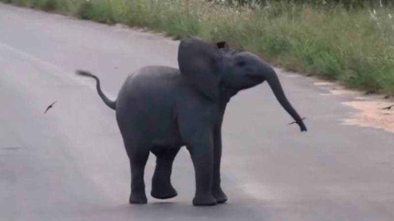 Африкада түсірілген видео жұртты күлдірді