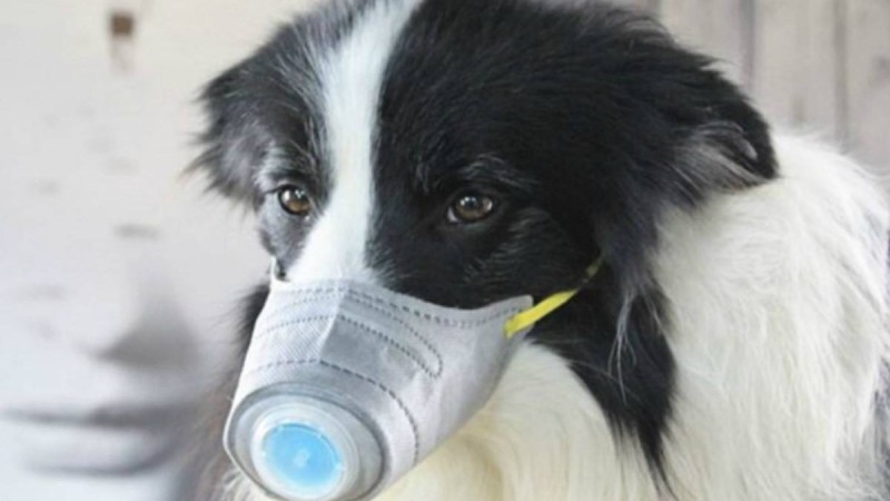 Гонконгта ит коронавирус жұқтырып алды - Қазақстан жаңалықтары