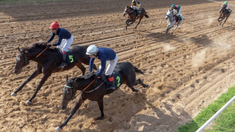Алматы облысында бірнеше жарыс жеңімпазы болған сәйгүлік ұрланды