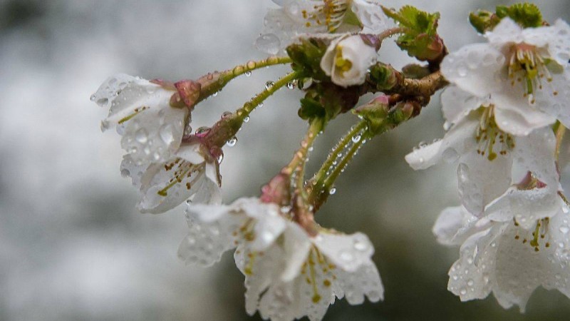 Қар жауып, ызғар болуы мүмкін: Синоптиктер мамыр айындағы ауа-райына болжам жасады - Қазақстан жаңалықтары