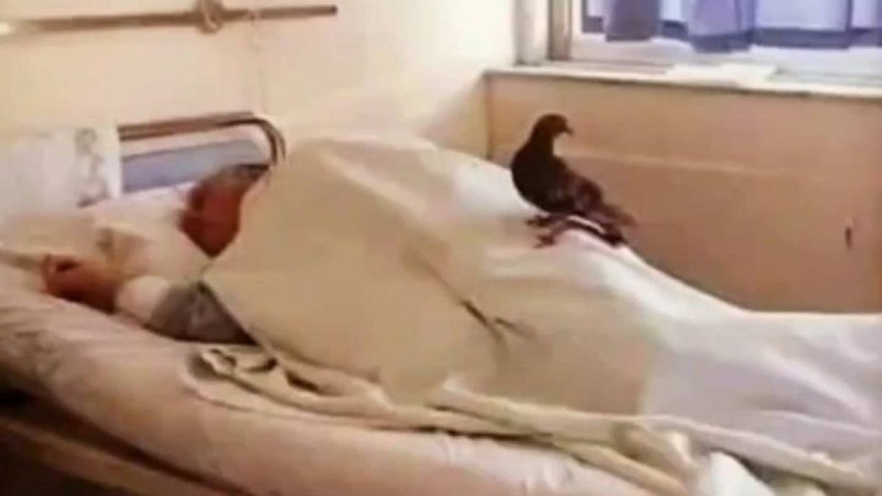 Туыстары іздемеген. Науқасты екі күнде бір келіп "жұбатқан" кептер жүректерді елжіретті