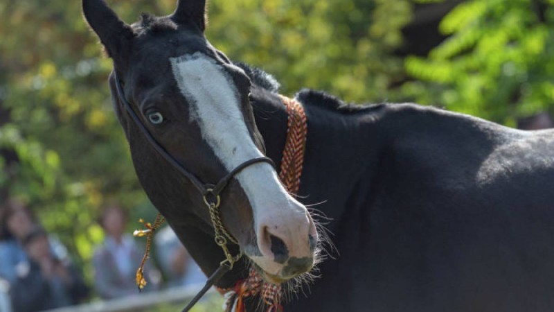 Дәмханада атпен қыдырған жігіт қамауға алынды