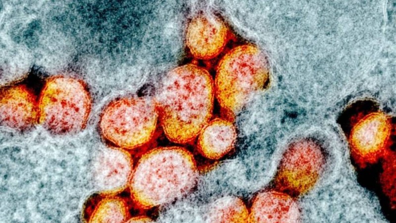 Ғалымдар коронавирустан қорғанудың жолын тапты