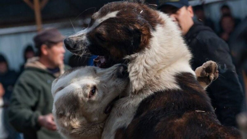 Интернетте Маңғыстауда иттердің қатыгездікпен төбелескені туралы видео пайда болды