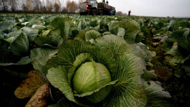 Қырыққабат жыры: Назарбаева депутаттарға өтініш жасады