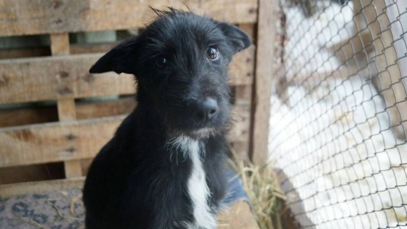 Қарағандылықтар коронавируспен ауырмас үшін ит етін жей бастады