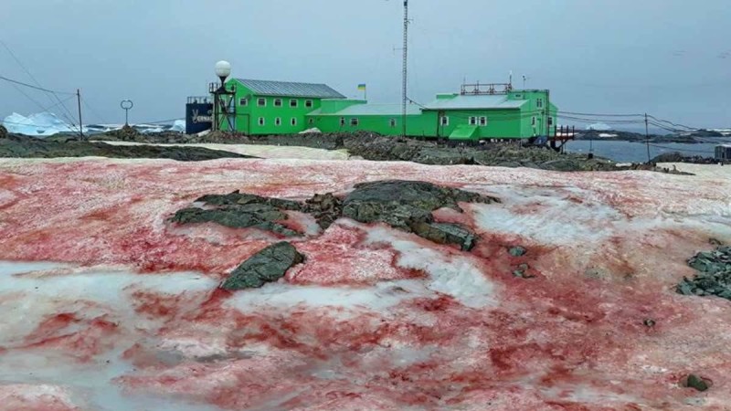 Антарктикада қызыл қар жауды - Қазақстан жаңалықтары