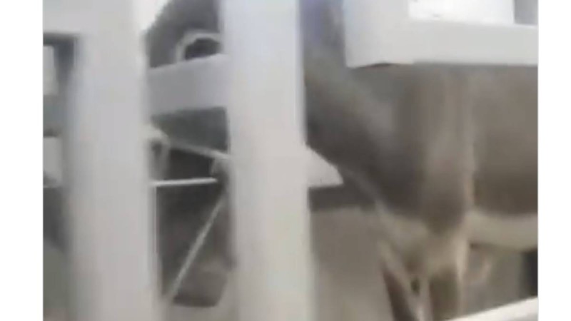 Есек сауғанды атам қазақ қайдан көрді: Желіде сұмдық видео пайда болды