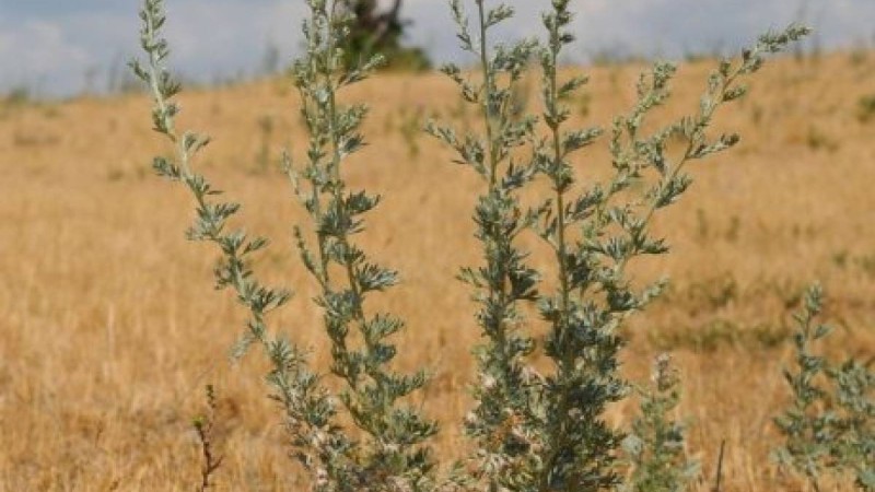 "Рактан айықтырды": ғалым жусанның емдік қасиеті туралы айтып берді