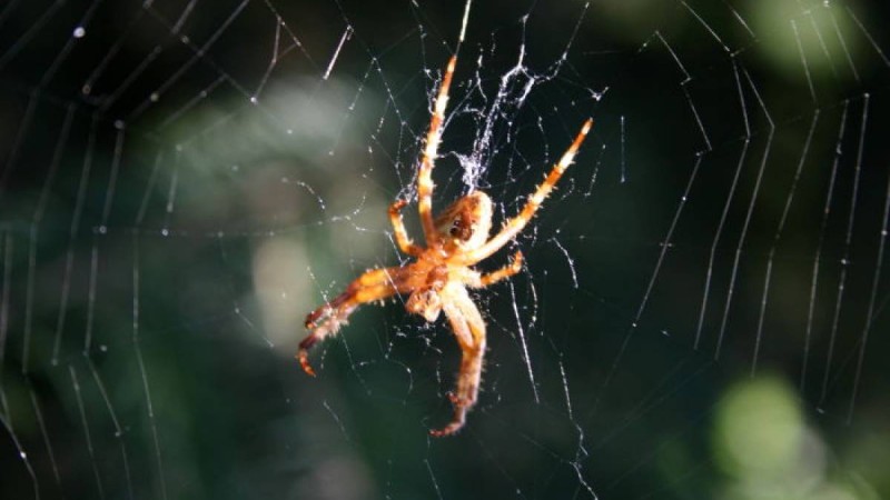 Тор құрған: өрмекші бір апта бойы адамның құлағында болды