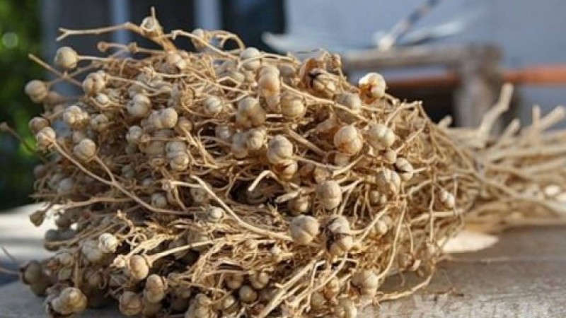 Адыраспан қандай ауруларға ем болады: Тек дәрет алып, ер адамдарға ғана жинауға рұқсат