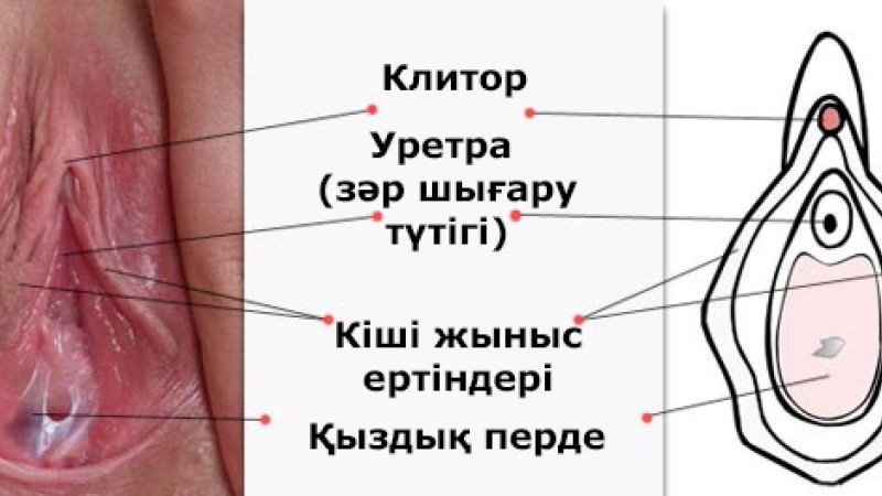 Қыздық перде туралы мәліметтер