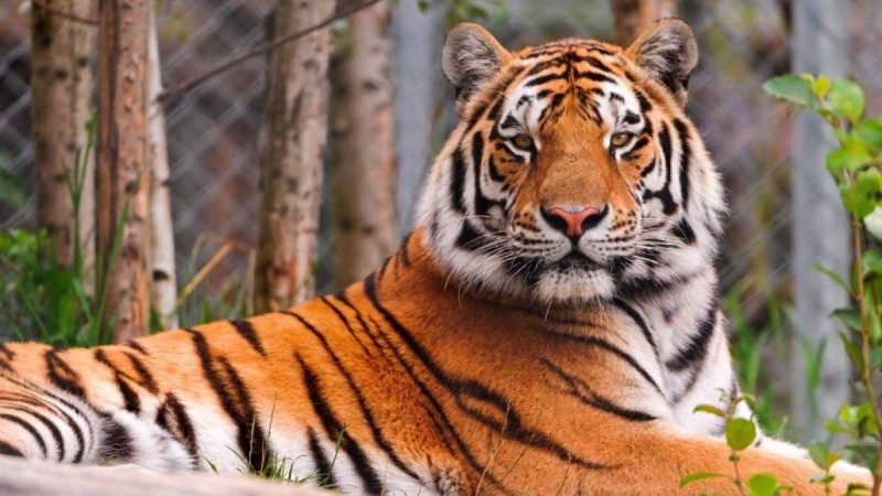 Ресейдің төрт жолбарысы Қазақстанға жіберіледі