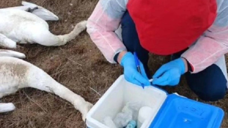 Маңғыстау облысында аққулардың жаппай қырылуы: Мамандар 227 құстың өлексесін тапты