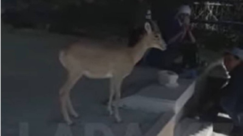 Қасиет қонған берекелі жер: Бекет-Ата мешітіне су ішуге келген аңдар видеоға түсіп қалды