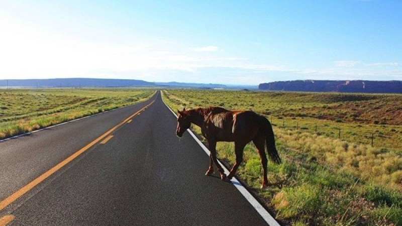 Павлодар облысында отбасы мінген көлік жантүршігерлік апатқа ұшырады