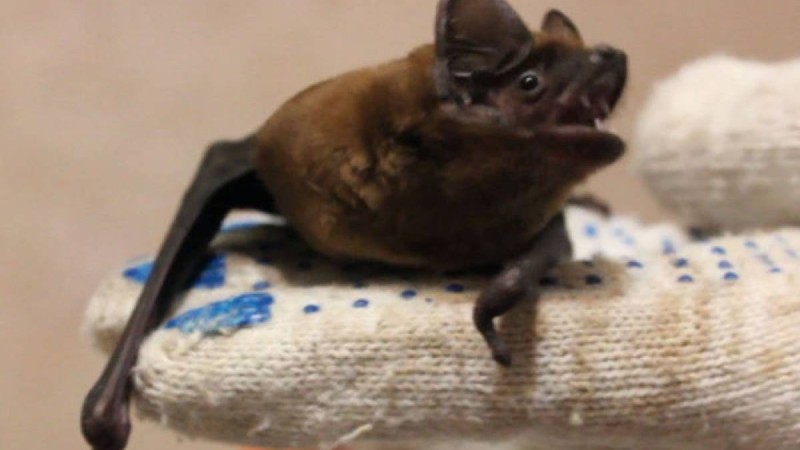 Жарқанат вирустың таралуына әсер ете алмайды – маман пікірі