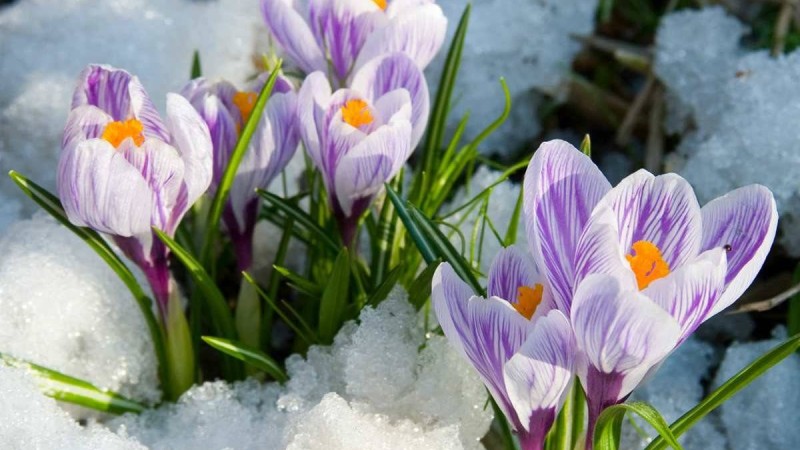 Наурыз айына ауа райы болжамы - Қазақстан жаңалықтары