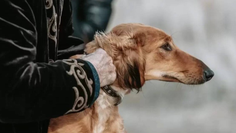 Қазақстанда тазы мен төбет күні атап өтілетін болды