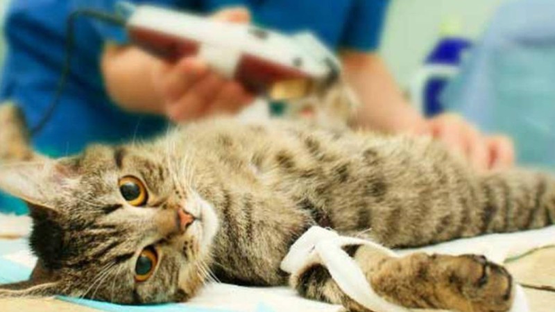 Вакцина алған үй жануарлары тегін «сүндеттеледі»