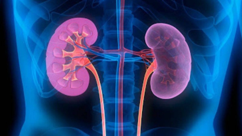 Коронавирус тек өкпеге ғана емес, сонымен қатар бүйрекке де әсер етуі мүмкін - Қазақстан жаңалықтары