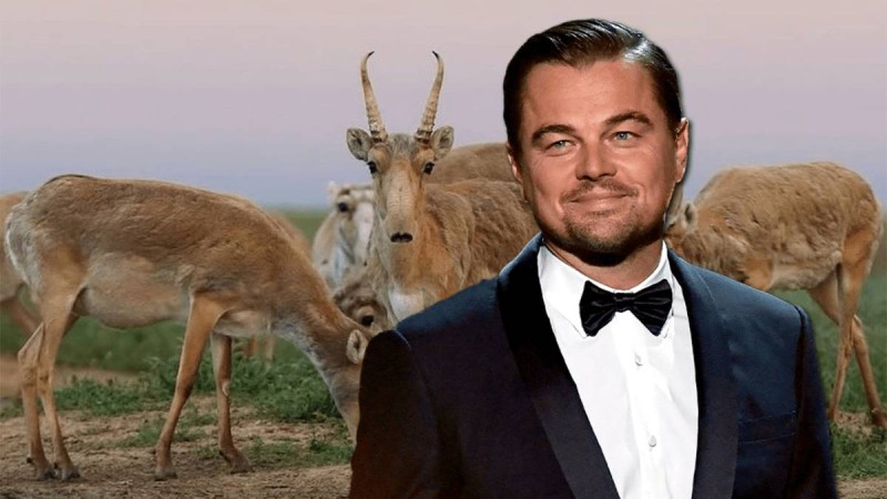 Ди Каприо Қазақстанда атылып жатқан киіктер туралы пост жазды