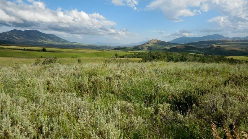 Қазақстанда өсетін шөптің коронавирусты тежейтіні дәлелденді