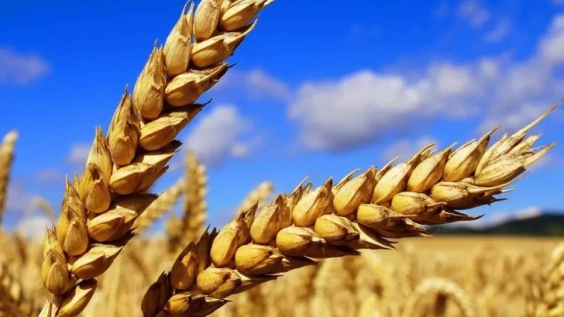 Тоқаев: Бидай мен мал сатып отыратын заман емес