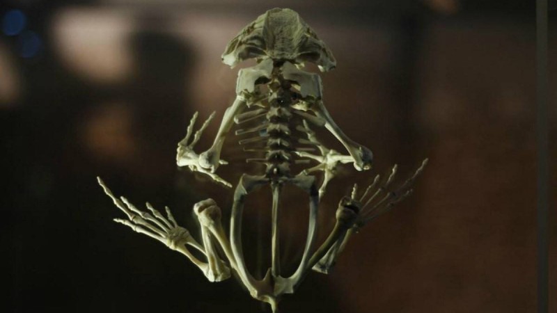 Антарктидада тропикалық бақаның қаңқасы табылды - Қазақстан жаңалықтары