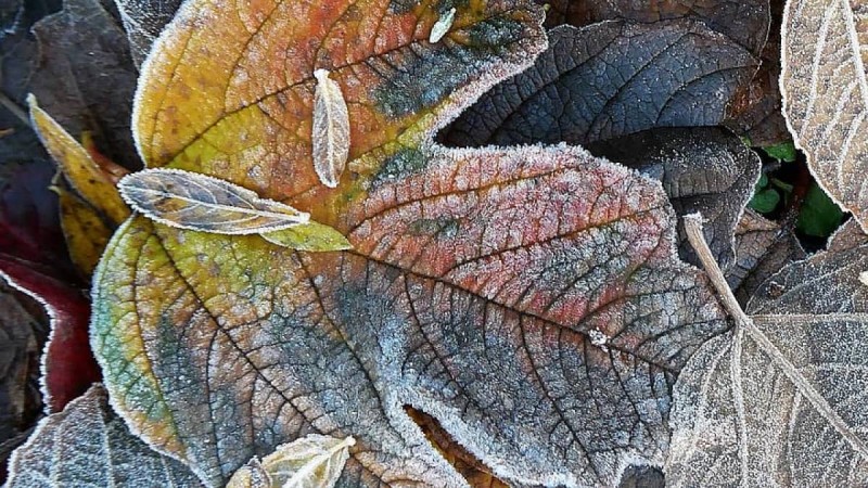 Алматы облысында минус үш градус аяз болады