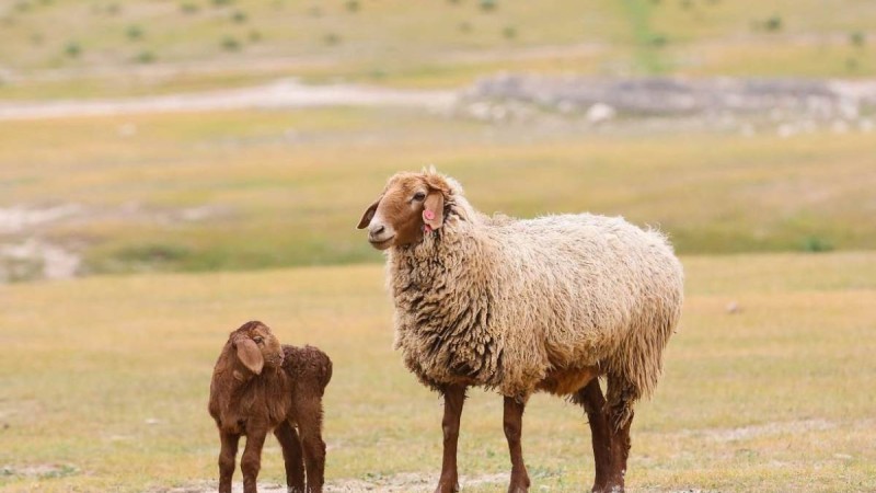 Қойшының басын кесіп, денесін айдалаға лақтырып кеткен (Видео)