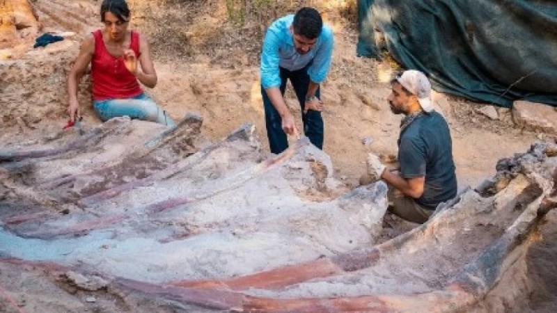 Португалияда ең үлкен динозавр қаңқасы табылды