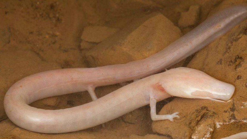 Жеті жыл бойы орнынан қозғалмаған тіршілік иесі табылды - Қазақстан жаңалықтары