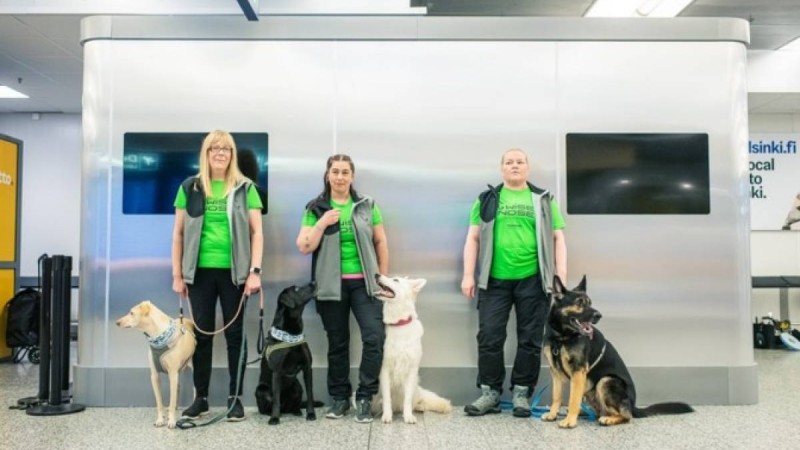 Хельсинки әуежайында ковидты анықтайтын иттер жұмыс істей бастады