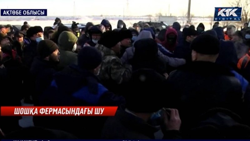 Ақтөбе облысында шошқа фермасының жұмысшылары мен тұрғындар төбелесіп қалды