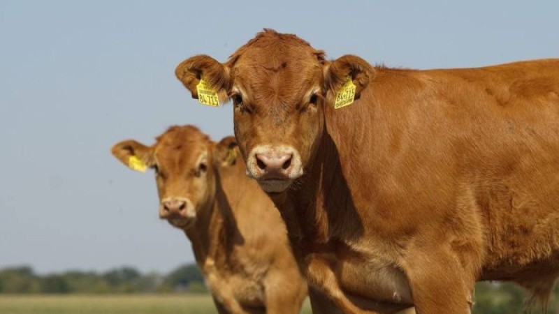 "Студенттер үшін 12 сиыр ұстаймын": директорлар Назарбаеваға шағымданды